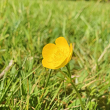 Buttercup