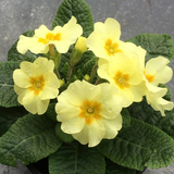 Primrose