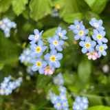 Forget Me Not Mini Stud Earrings